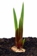 Cultivation of a bulb of a gladiolus Cultivation of a bulb of a gladiolus