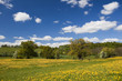 Butterblumenwiese