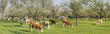 kühe in oberbayern weiden unter blühenden bäumen
