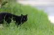 chat 7985