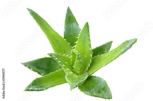 Photo: Aloe vera plant Aloe vera plant