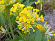 Echte Schlüsselblume - Primula veris