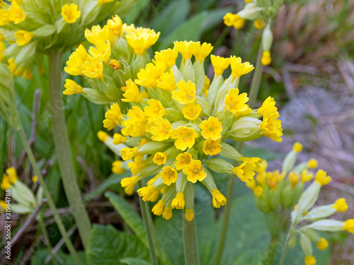 Foto: Echte Schlüsselblume - Primula veris Echte Schlüsselblume - Primula veris
