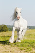 white Shire horse runs gallop on the meadow in summer white Shire horse runs gallop on the meadow in summer