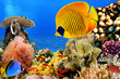 Photo of a coral colony, Red Sea, Egypt