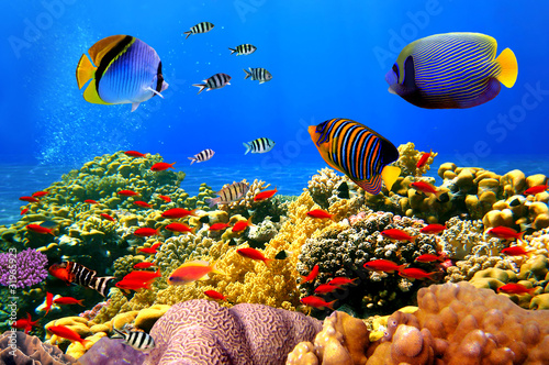 Foto: Photo of a coral colony on a reef, Egypt Photo of a coral colony on a reef, Egypt