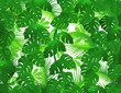 nature background nature background