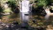 Forest falls