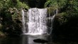 Forest falls