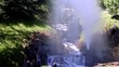 Forest falls