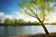 Photo en ligne au meilleur prix Spring tree on river