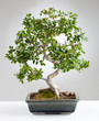 Carmona Bonsai