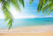 Palm and tropical beach