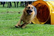 agility dog