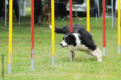 Photo: agility dog agility dog