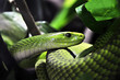 Green Tree Python Green Tree Python