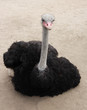 ostrich male