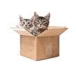 Photo: Two small kittens in a cardboard box Two small kittens in a cardboard box
