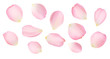 Rose petals