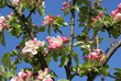 Apfelblüte