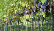 Red grapes