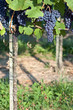 Red grapes