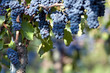 Red grapes