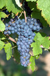 Red bunch of grape