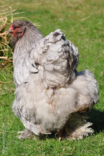 Photo: chicken chicken