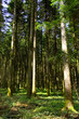 Wald