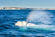 White Whale