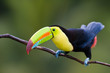 Keel Billed Toucan, from Central America.