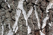 Old birch bark with letter M as background or logotype Old birch bark with letter M as background or logotype