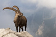 Steinbock