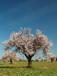 arbre 1