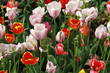 Tulip Period in istanbul, Turkey. Tulip Period in istanbul, Turkey.