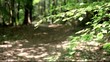 sous-bois