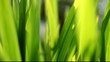 herbe