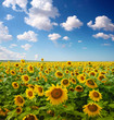 Photo: sunflower field sunflower field