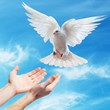hands released into the sky to the white dove