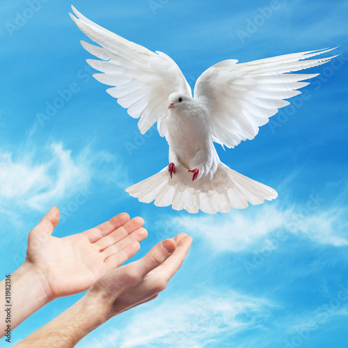 Photo: hands released into the sky to the white dove hands released into the sky to the white dove