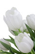 White Tulips