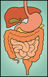 Digestive System