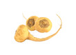 Peruvian Ginseng (Sp. Maca, lat. Lepidium meyenii)