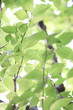 Fresh green in JAPAN