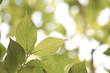 Fresh green in JAPAN