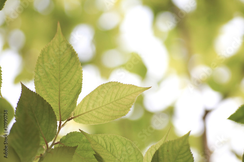 Photo: Fresh green in JAPAN Fresh green in JAPAN