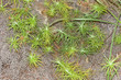 Grasses Grasses