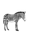 black and white zebra vector illustration black and white zebra vector illustration