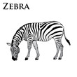 colored zebra eating vector illustration colored zebra eating vector illustration